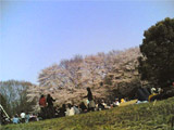 砧公園の桜