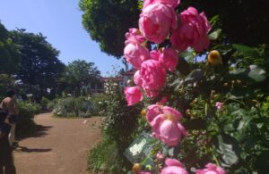 港の見える丘公園のバラ